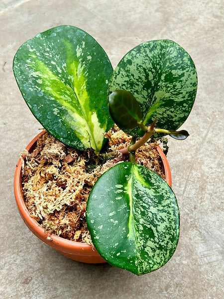 Hoya obovata Variegata Silver Splash (2 Leaf Cutting)