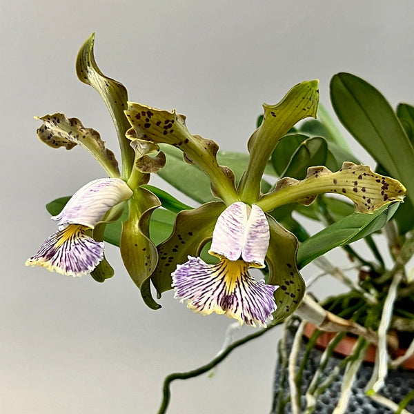 Cattleya schilleriana var. coerulea