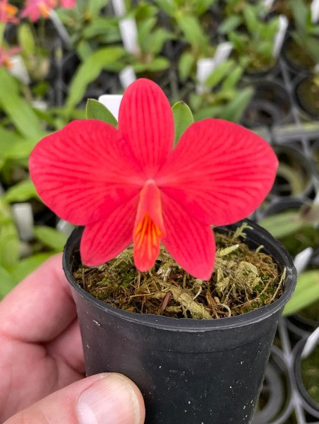 Sophronitis coccinea x wittigiana