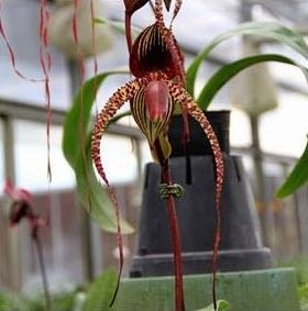 Paphiopedilum Yang-Ji Diamond (Prince Edward of York x anitum)