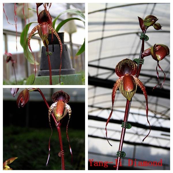 Paphiopedilum Yang-Ji Diamond (Prince Edward of York x anitum)