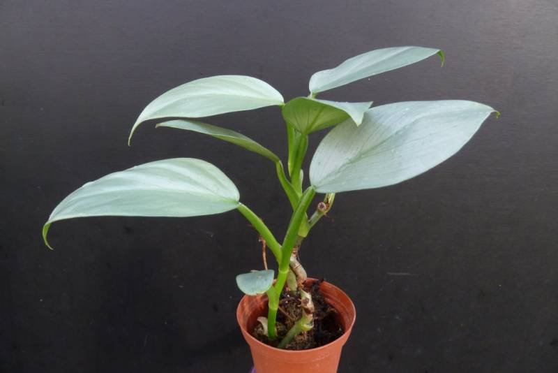 Philodendron ''Silver Queen''