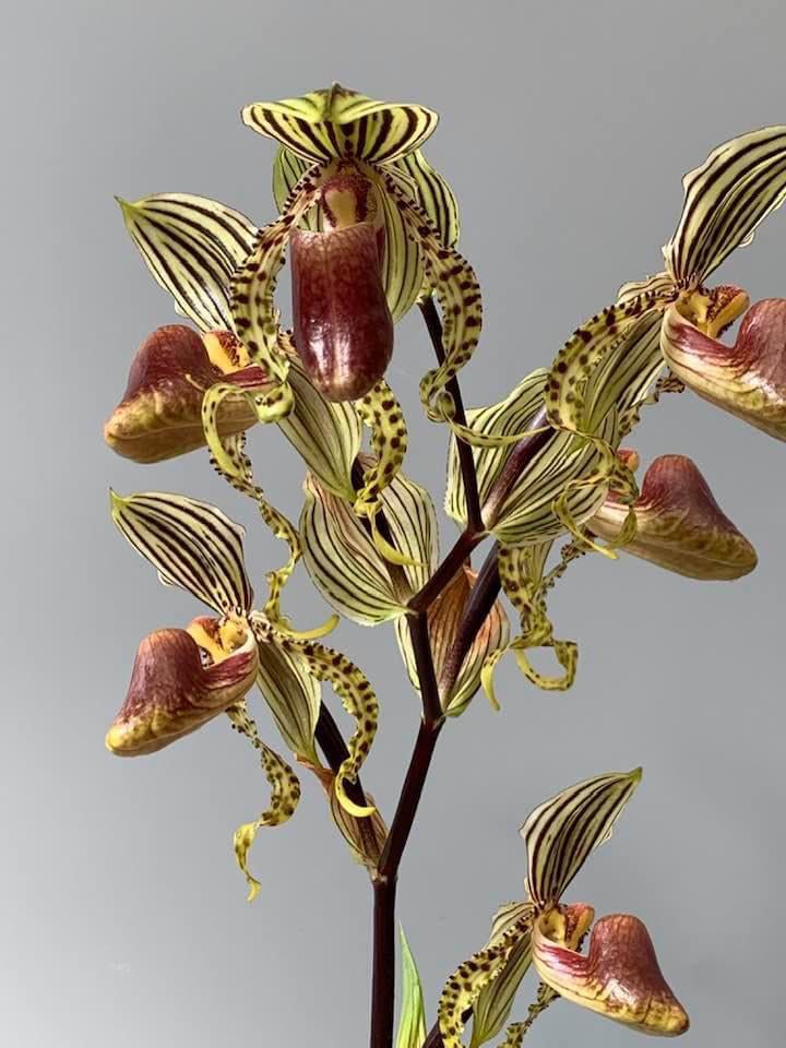 Paphiopedilum supardii x sib ('Golden Boy x Tap Dancer) "Big Plant''XXL