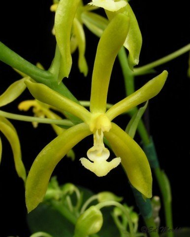 Phalaenopsis mannii flava
