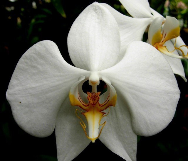 Phalaenopsis amabilis var. Palawan