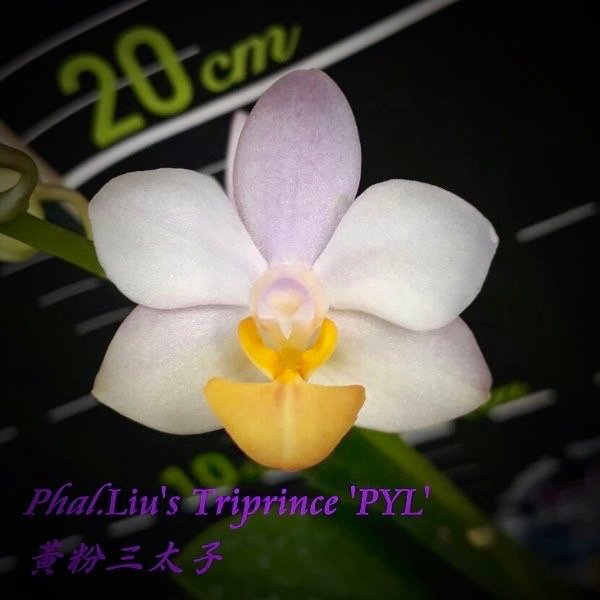 Phalaenopsis Liu's Triprince "Yellow Lip"