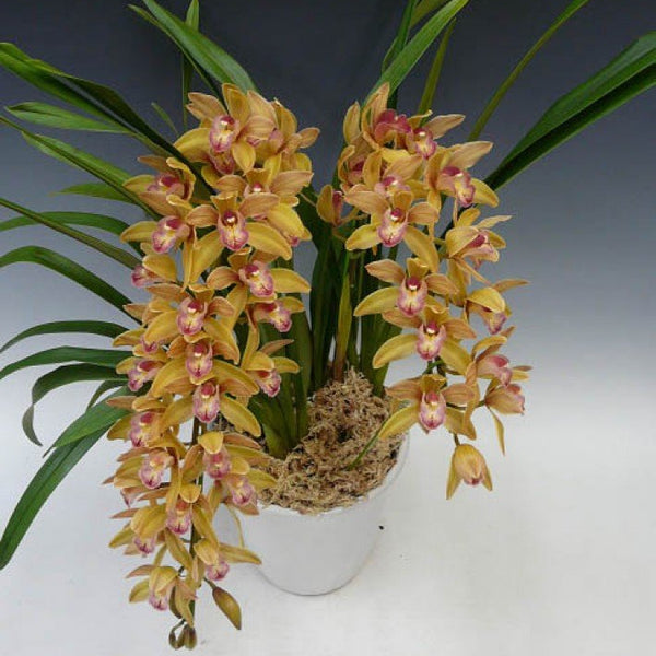 Cymbidium Joan Taylor 