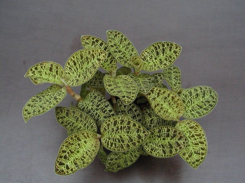 Macodes petola (1 plant per pot)