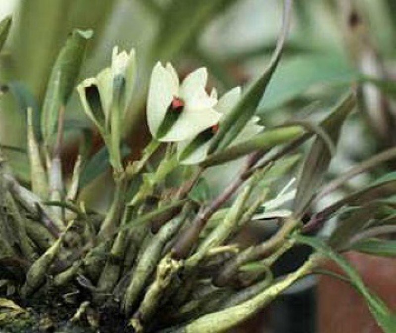 Dendrobium masarangense