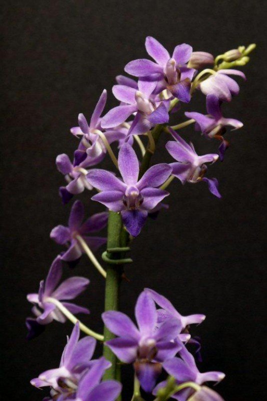 Doritaenopsis Purple Gem "Aida"