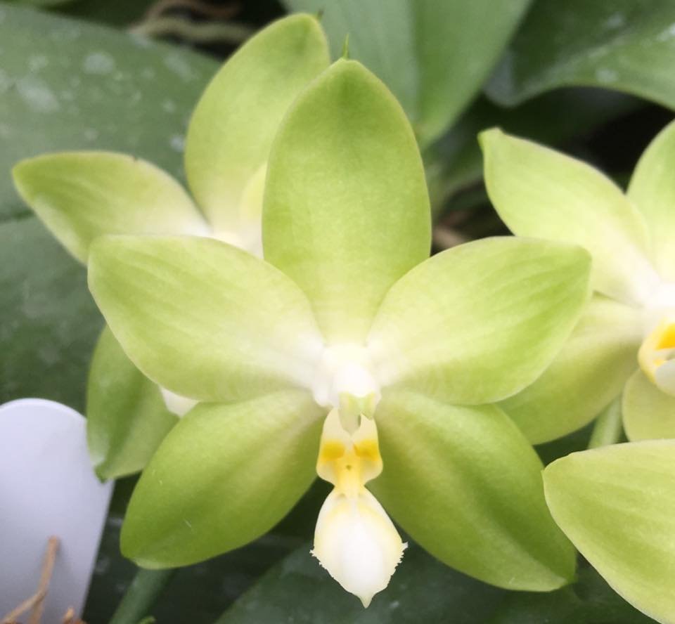 Phalaenopsis tetraspis "Green"