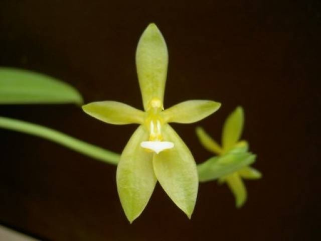 Phalaenopsis cornu-cervi alba "Small"
