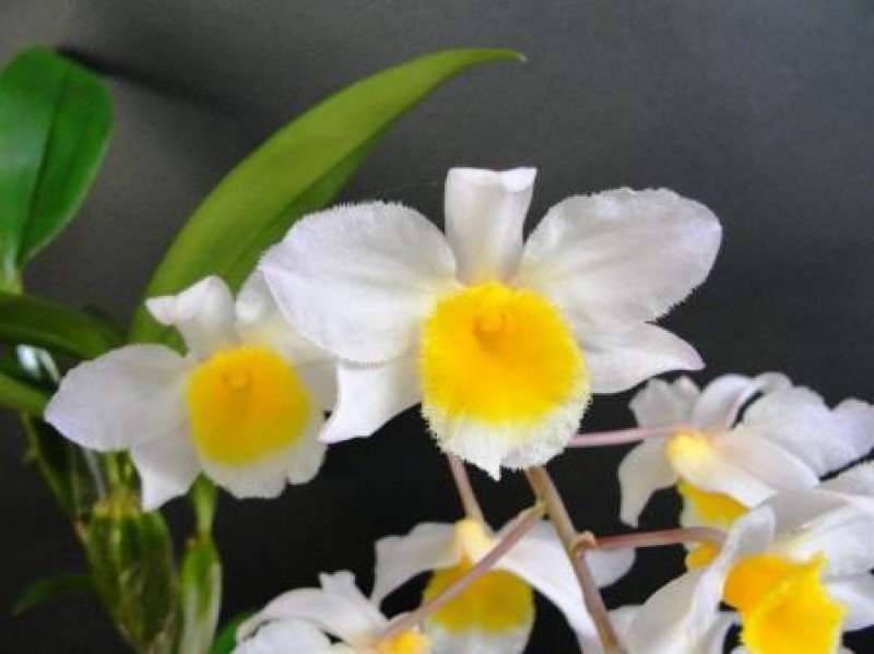 Dendrobium farmeri "White" (Preorder for February/March)