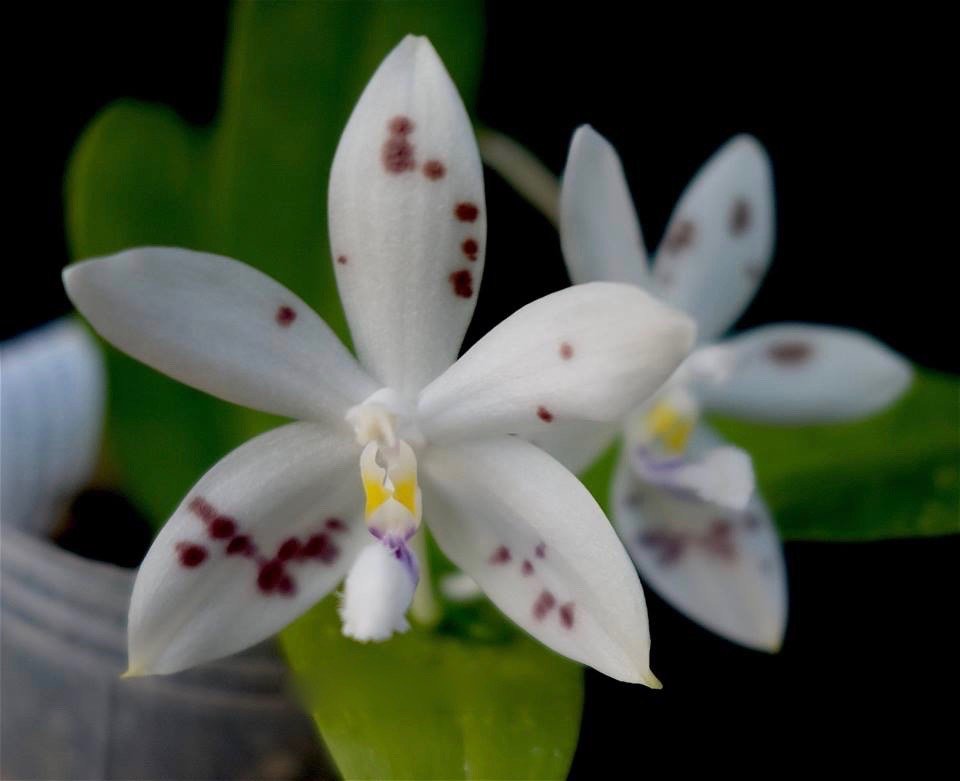 Phalaenopsis speciosa "Silver Brown Spot #1"