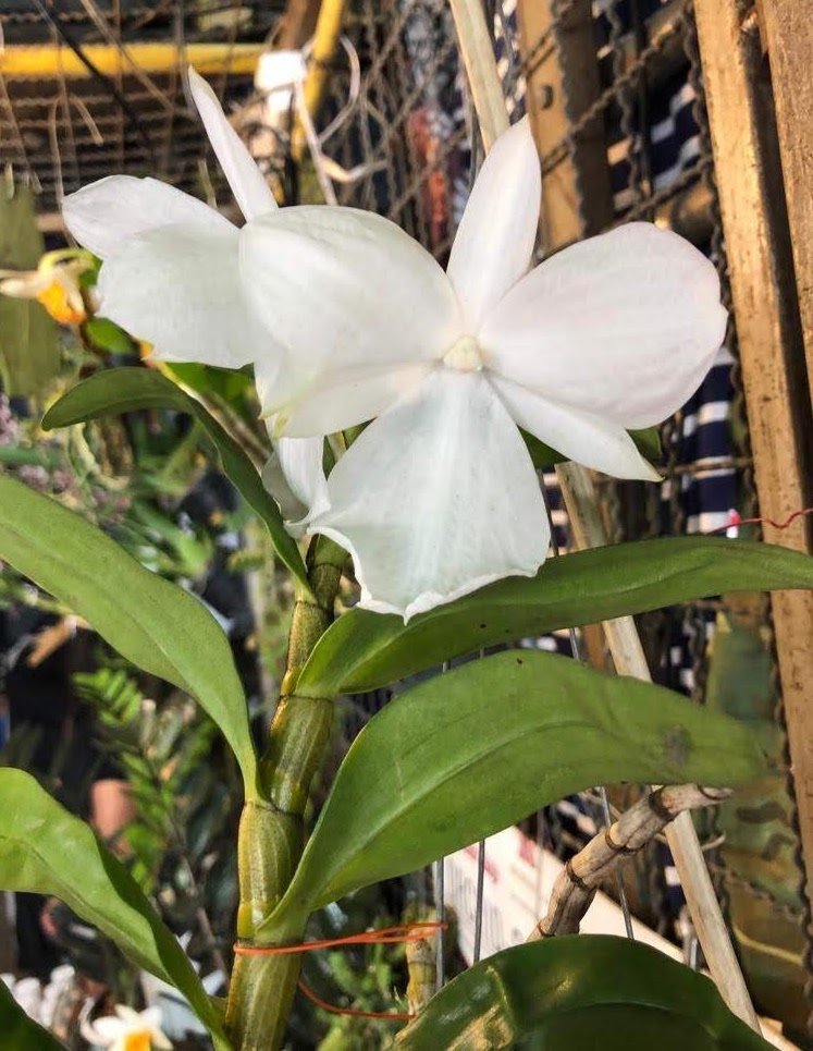 Dendrobium formosanum f petaroid "Jiaho" SM/TOGA x SELF