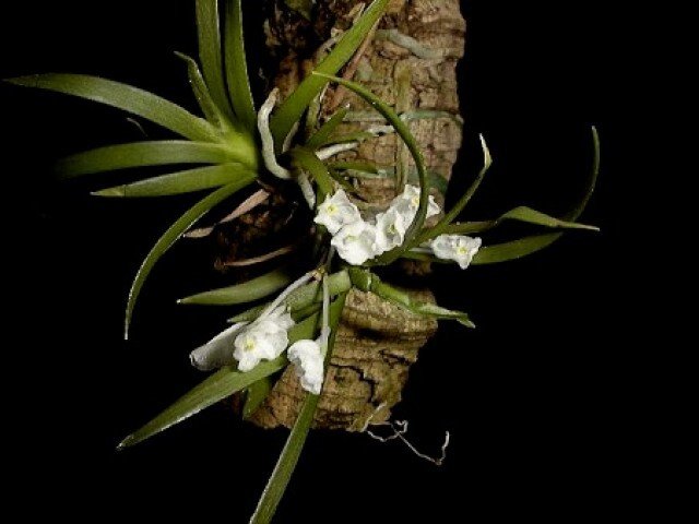 Podangis dactyloceras ''Big Plant"