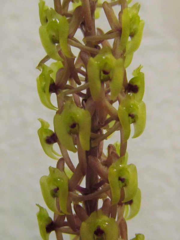 Crepidium calophyllum