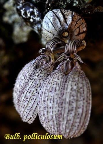 Bulbophyllum polliculosum