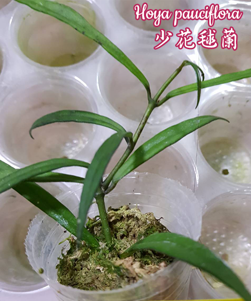Hoya pauciflora