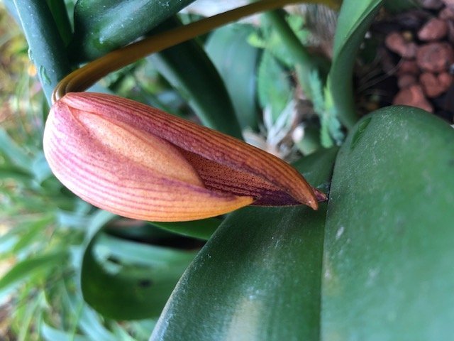 Bulbophyllum hiepii