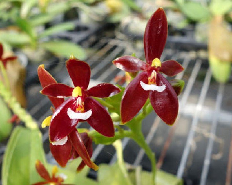 Phalaenopsis cornu-cervi var. Red
