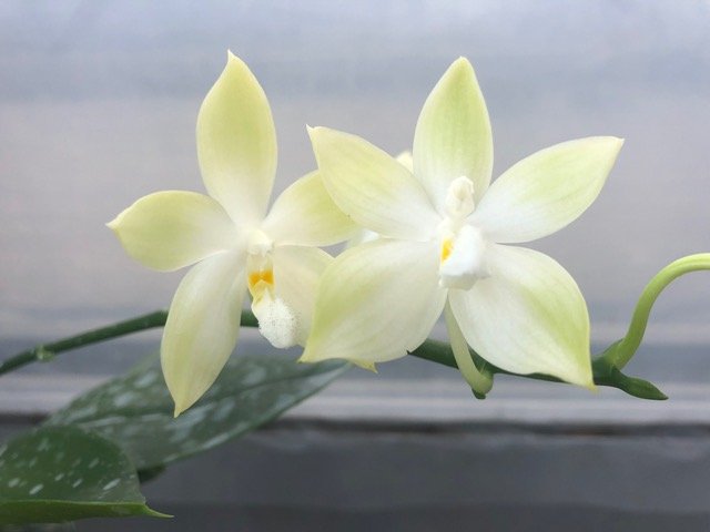 Phalaenopsis speciosa "Green"