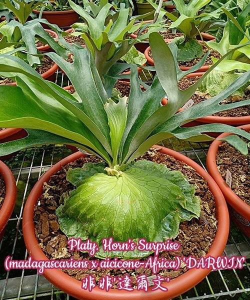 Platycerium Horn's Surprise (madagascariens x aicicone-Africa) "Darwin" (Small Plant)