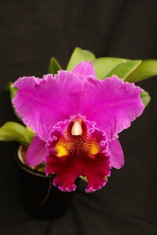 Blc. China Lady "Orchis" Big Plant