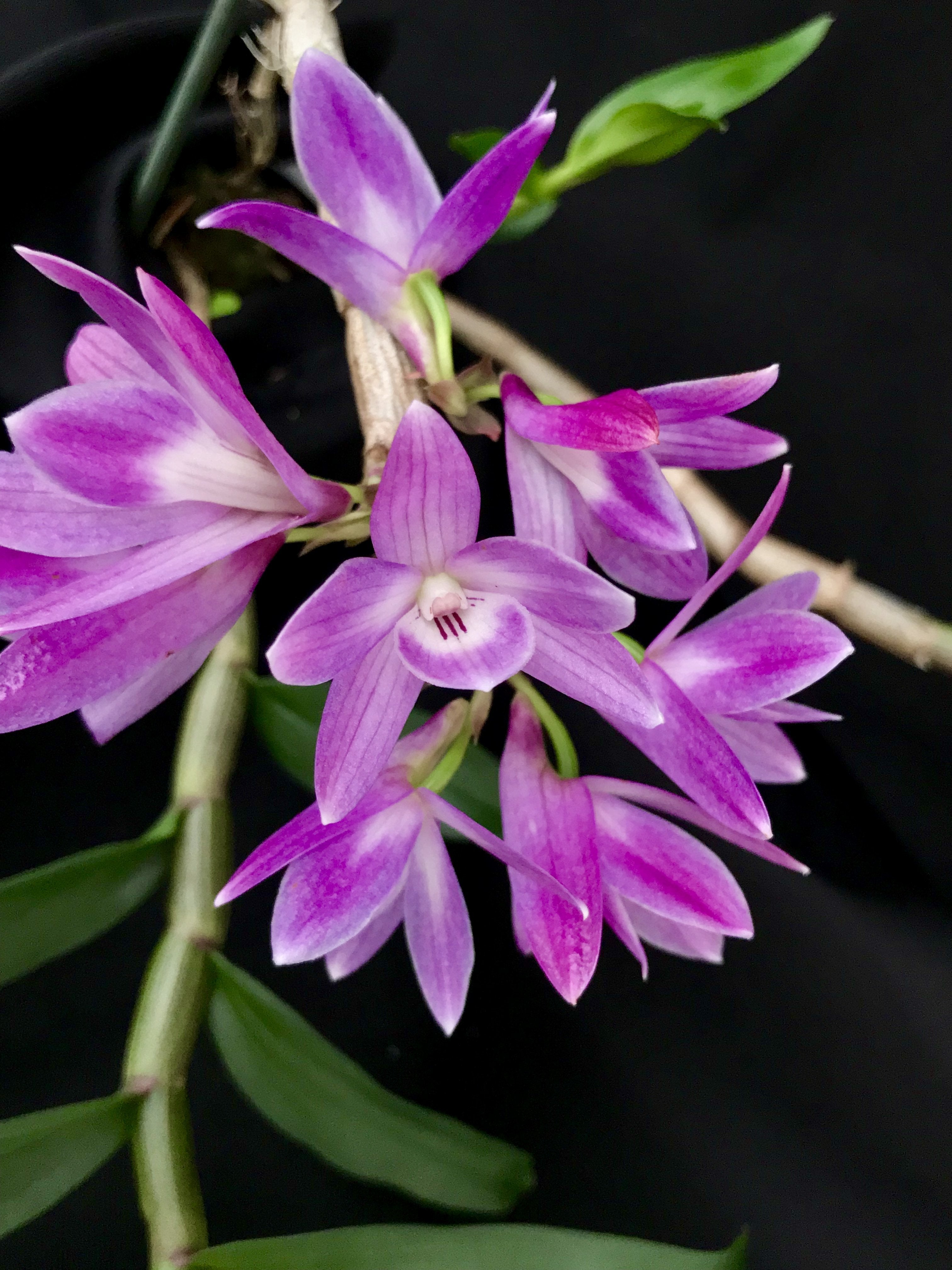 Dendrobium victoria-reginae x D. laevifolium "Big Plant"