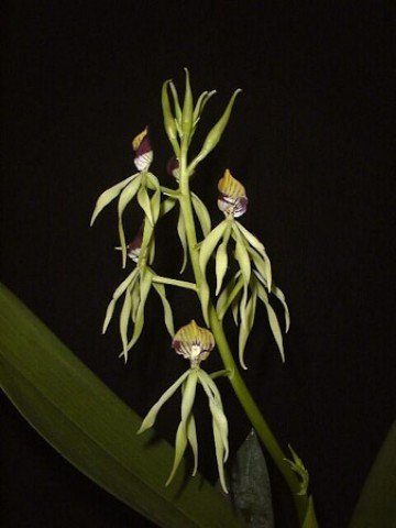 Prosthechea cochleata (Clamshell Orchid)