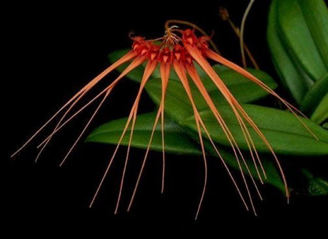 Bulbophyllum tingabarinum