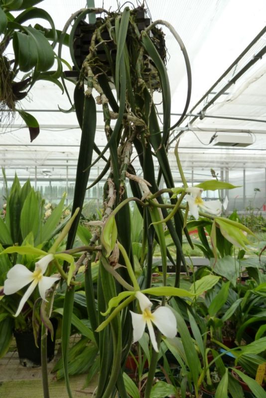 Epidendrum parkinsonianum (stem cutting)