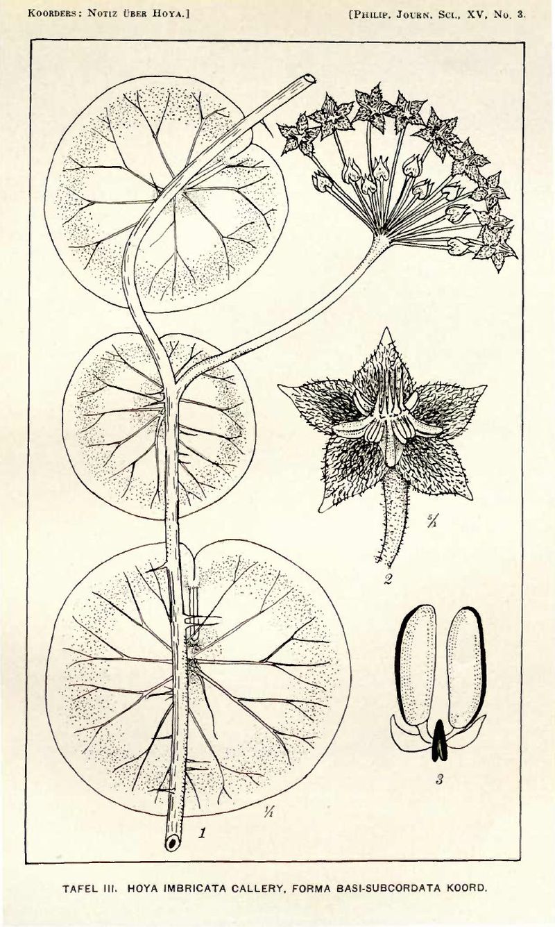 Hoya imbricata " Silver leaves"