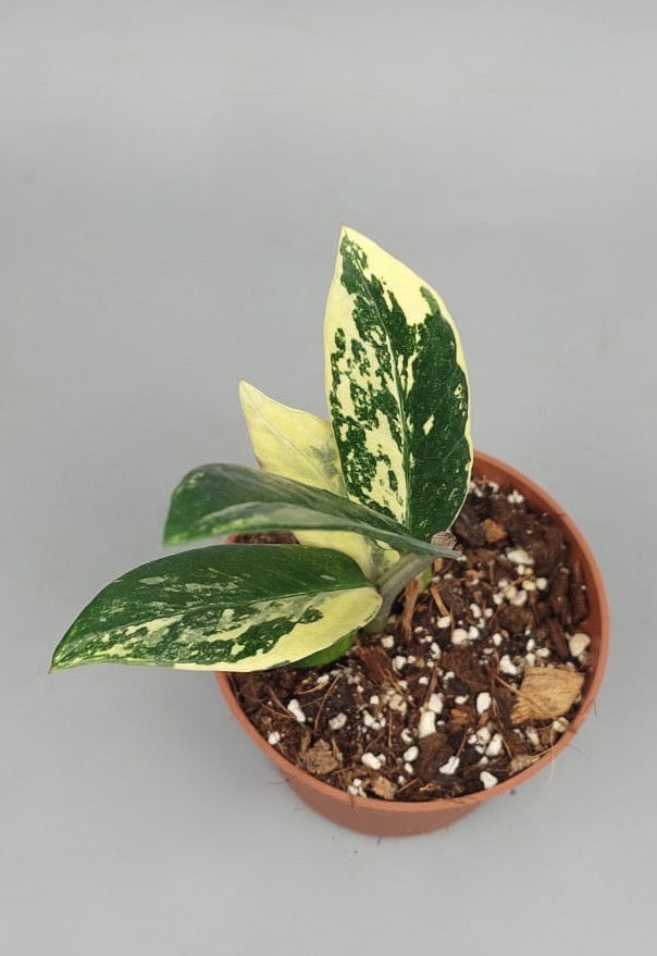 Zamioculcas zamiifolia Highly Variegated (2 leaf cutting)