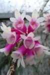 Dendrobium lawesii "Pink"