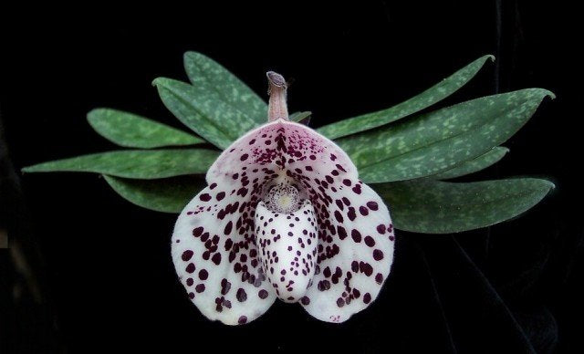 Paphiopedilum bellatulum 'Big Club/Plant'