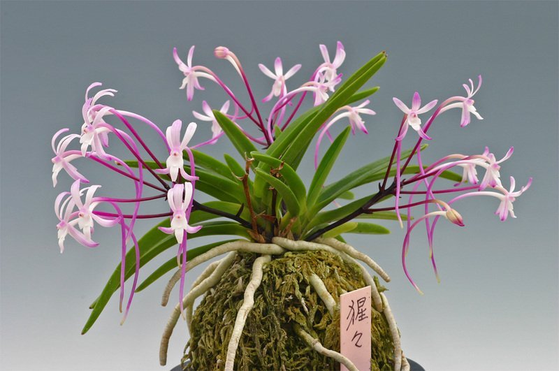 Neofinetia falcata shutenno pink orchid