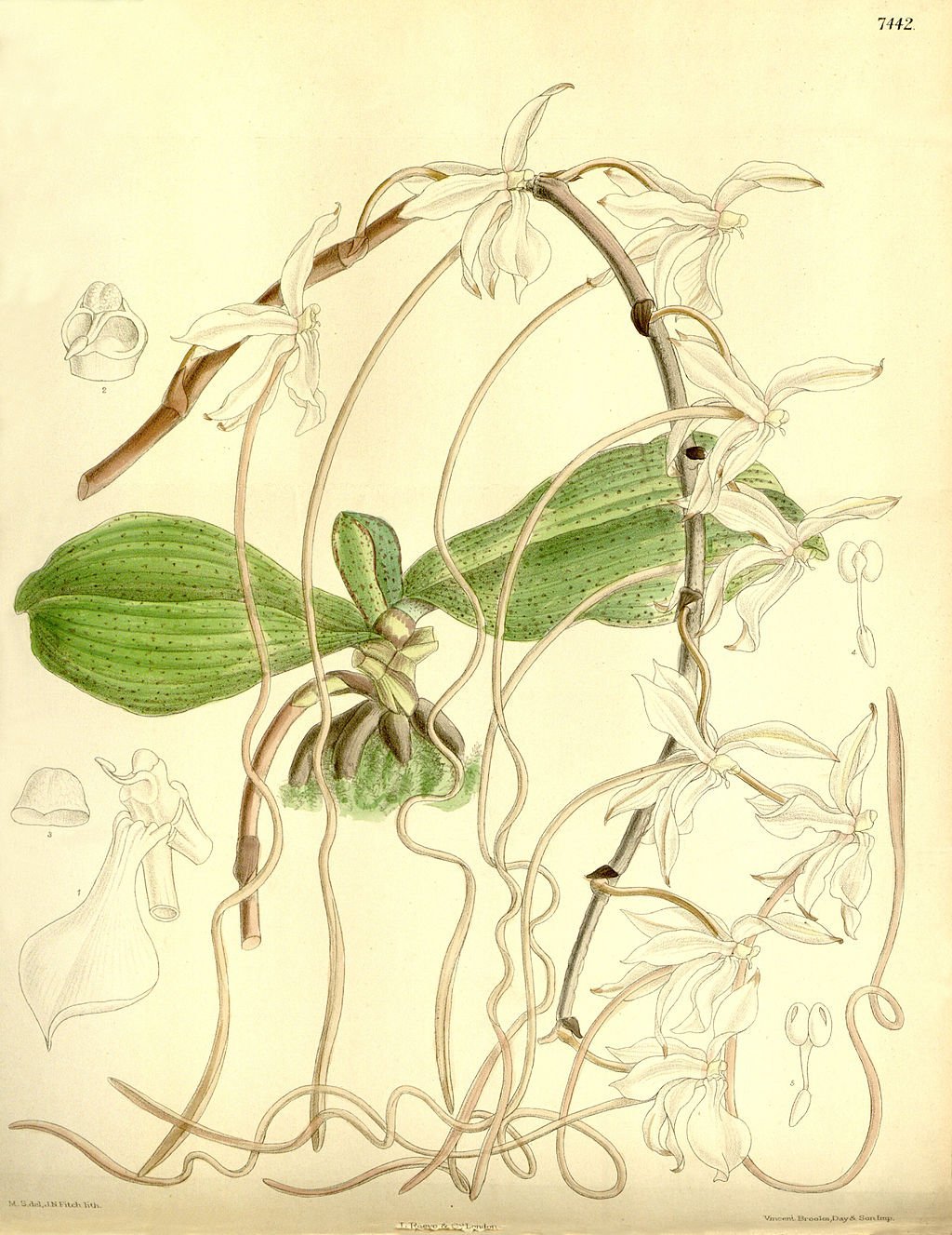 Aerangis kotschyana "Big Plant"