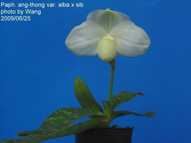 Paphiopedilum ang-thong var. alba x sib