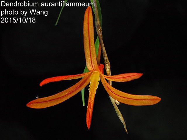 Dendrobium aurantiflammeum
