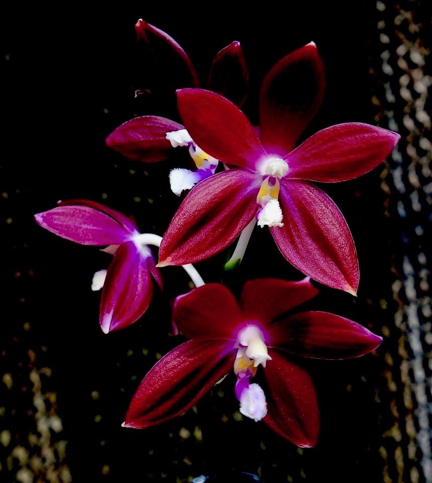 Phalaenopsis speciosa "Hepatic Red"
