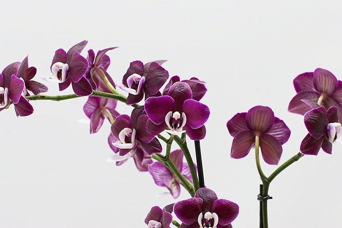 Phalaenopsis Kaoda Twinkle "Chocolate Drops" AM/AOS