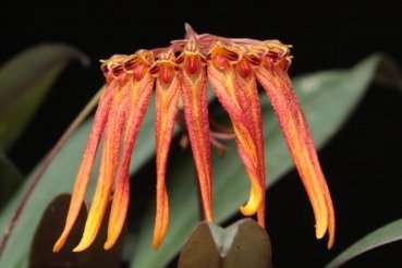 Bulbophyllum farreri "Orange/Yellow"