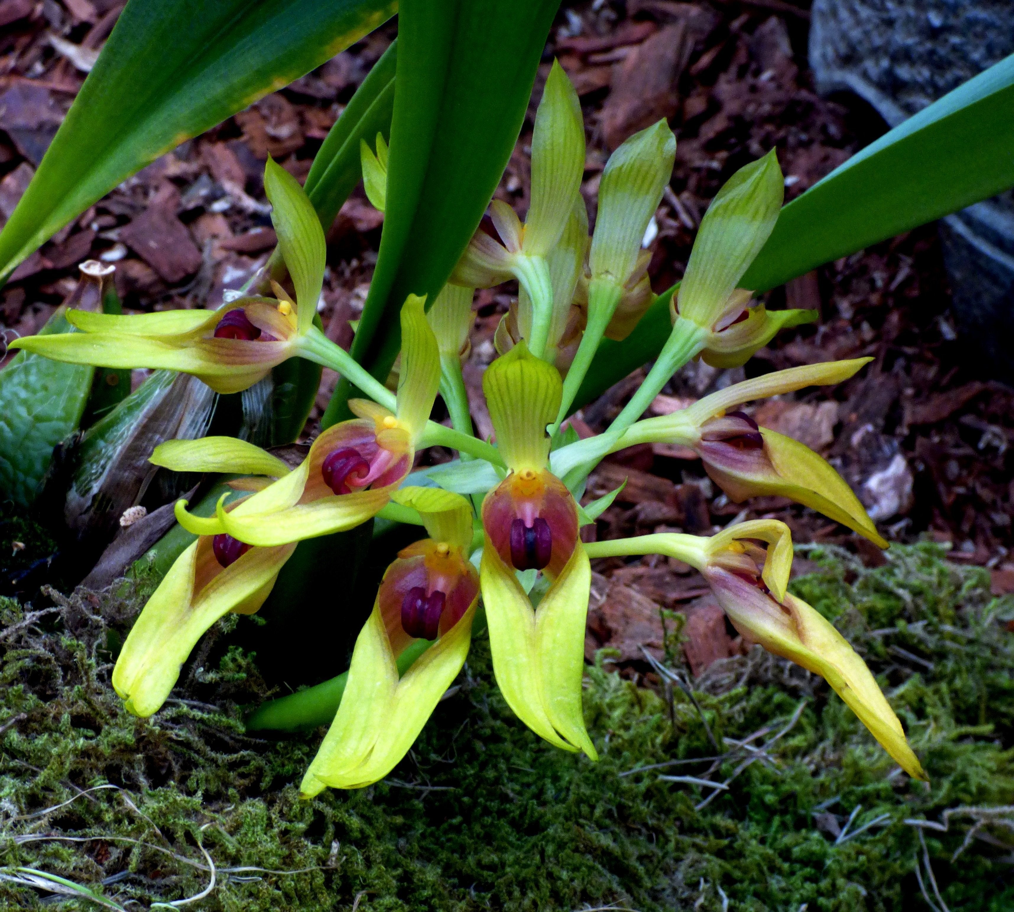 Bulbophyllum graveolens "Big"