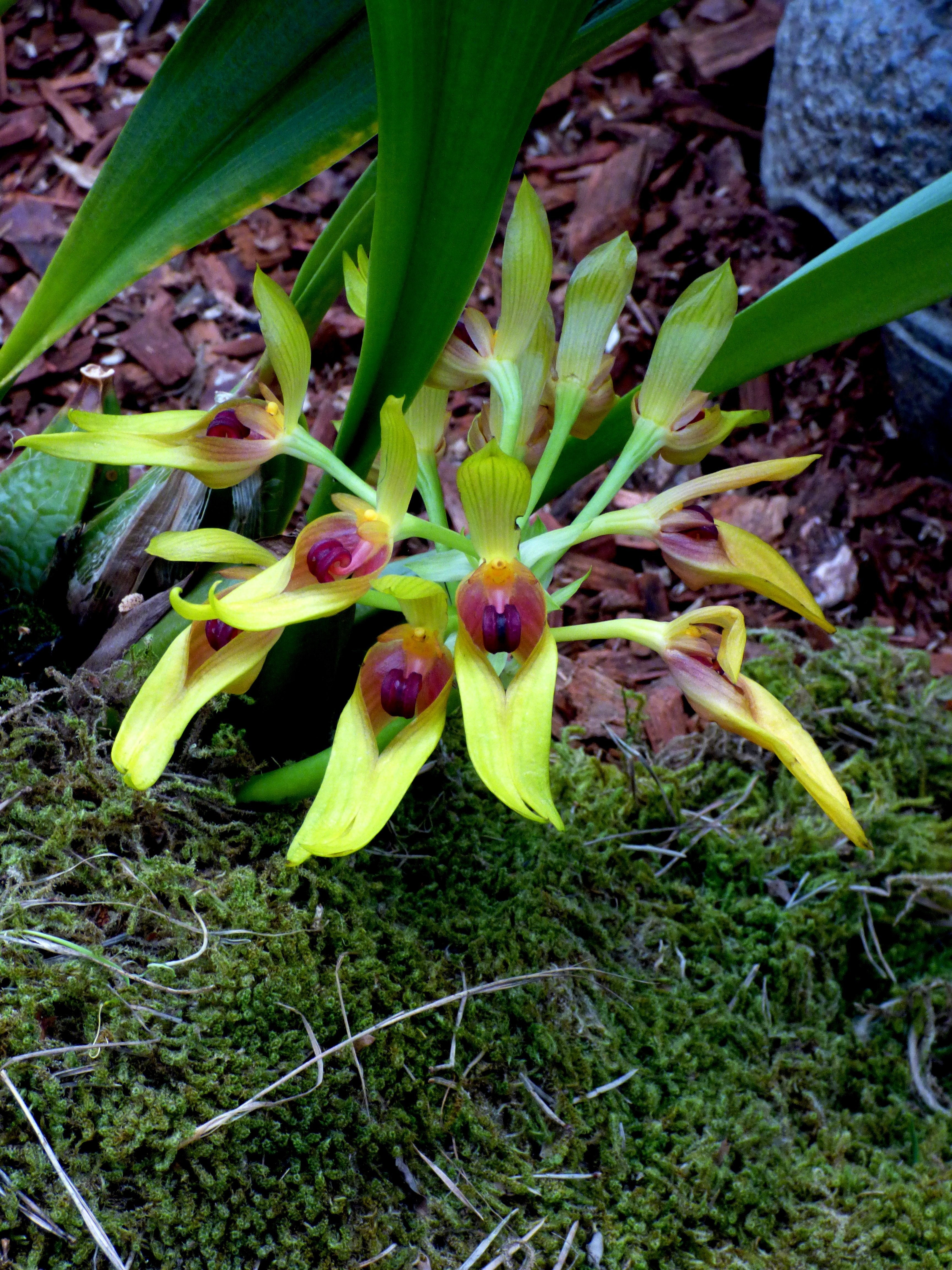 Bulbophyllum graveolens "Big"