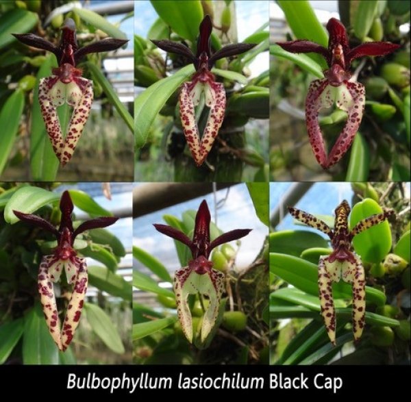 Bulbophyllum lasiochilum "Dark"