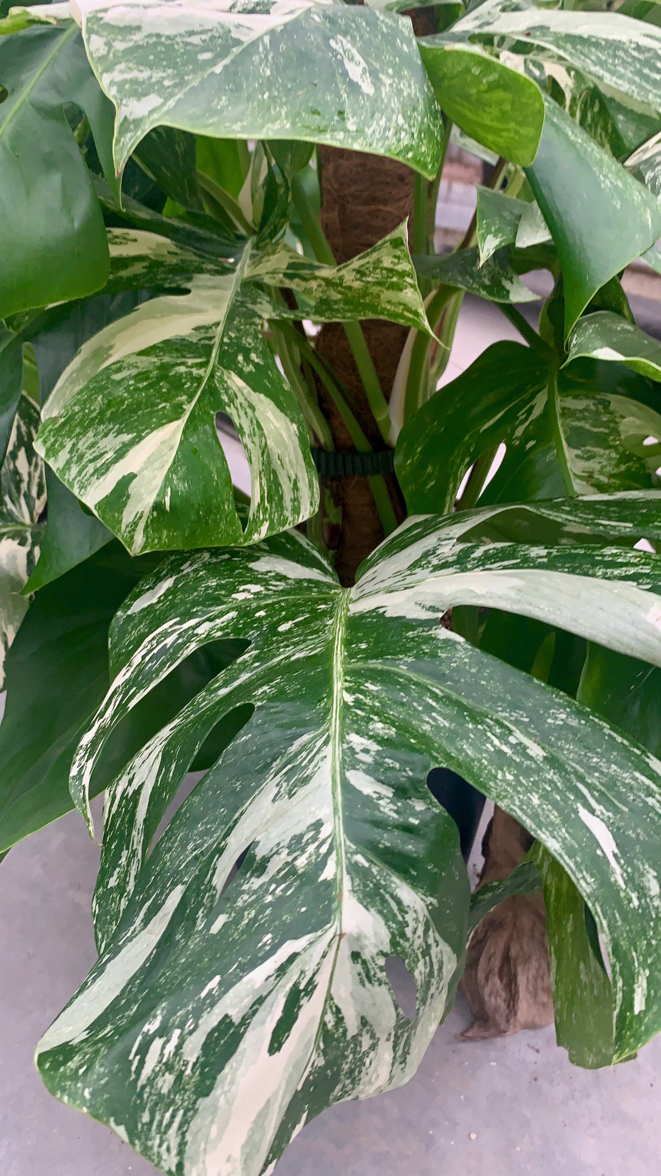 Monstera store Variegata GANZE PFLANZEN