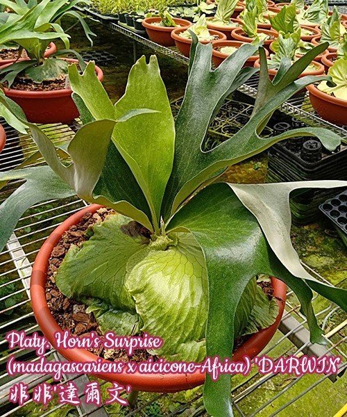 Platycerium Horn's Surprise (madagascariens x aicicone-Africa) "Darwin" (Small Plant)