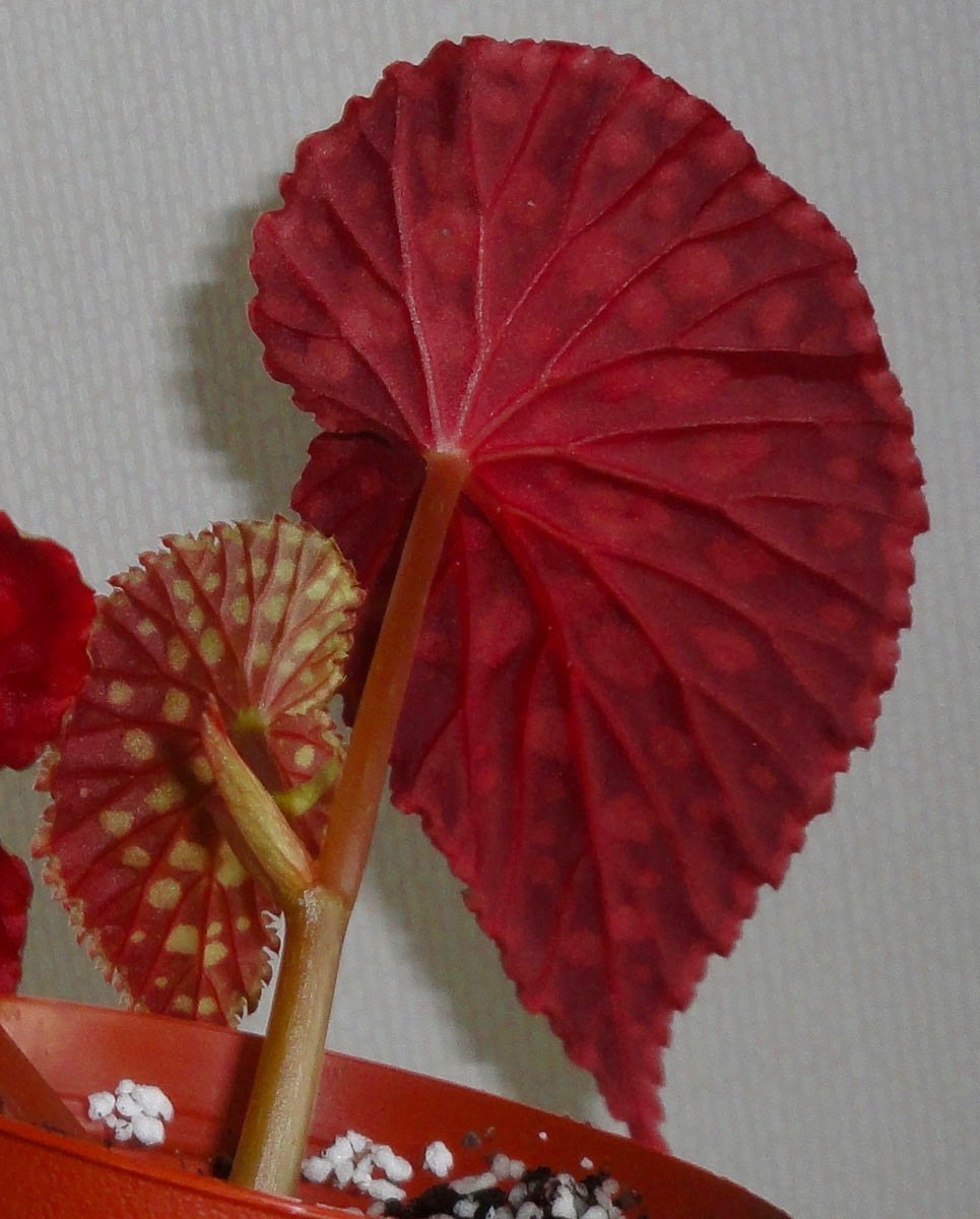 Begonia chlorosticta "Red"