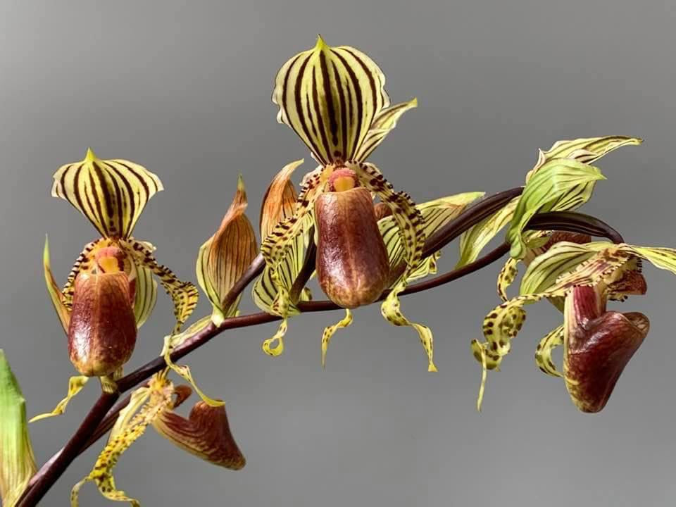 Paphiopedilum supardii x sib ('Golden Boy x Tap Dancer) "Big Plant''XXL